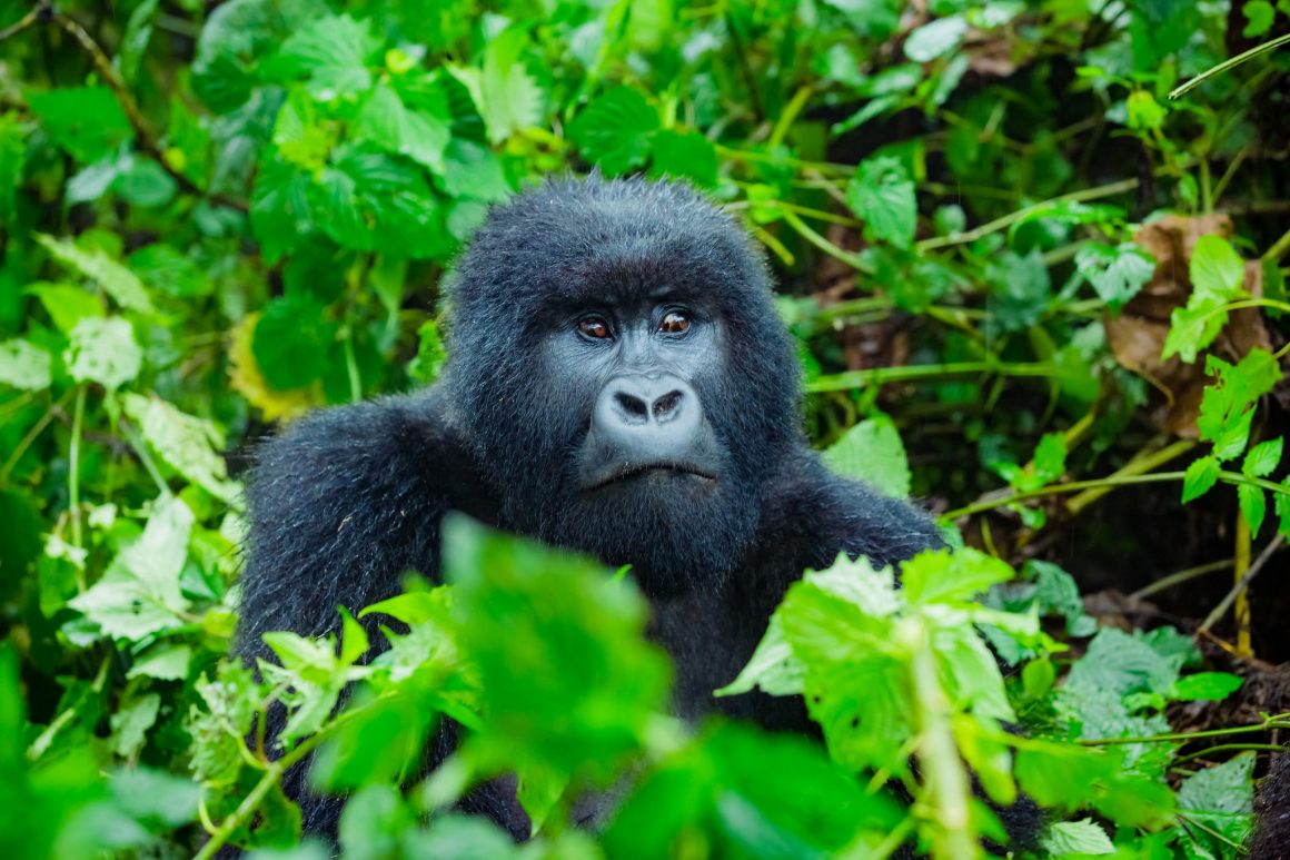 4 Days Safari Rwanda