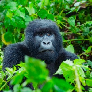 2 Days gorilla trekking safari Rwanda