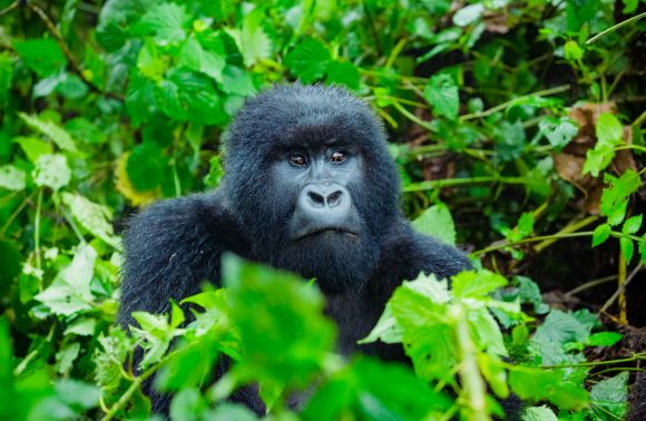 2 Days gorilla trekking safari Rwanda