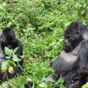 1 Day Gorilla trekking Safari Rwanda