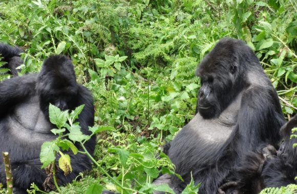1 Day Gorilla trekking Safari Rwanda