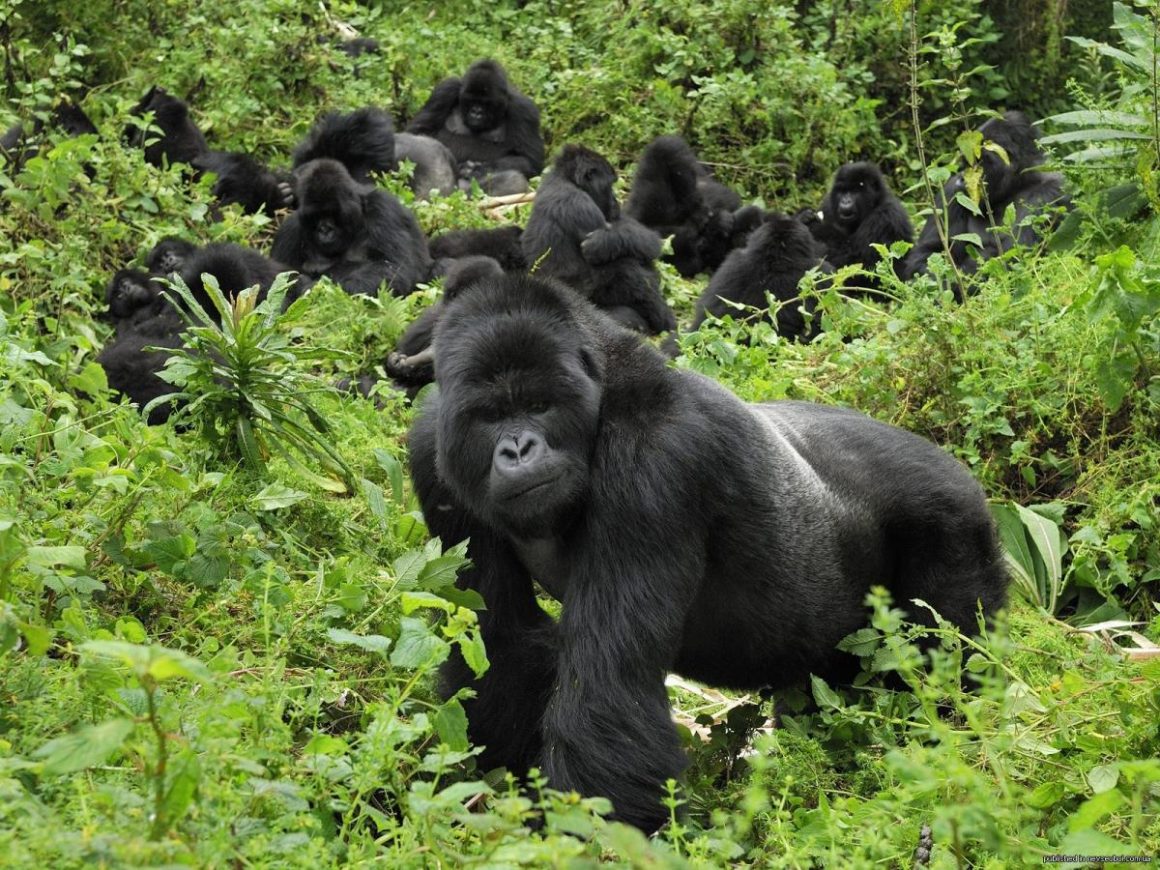 Mgahinga Gorilla National Park