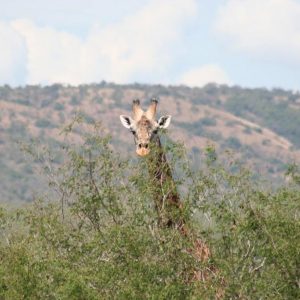 7 Days Rwanda Safari