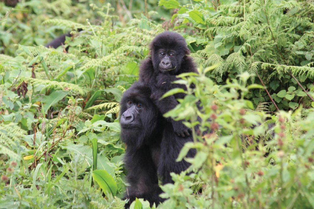 3 Days Gorilla Trekking Safari Rwanda 3 Days Gorilla Trekking Safari Rwanda