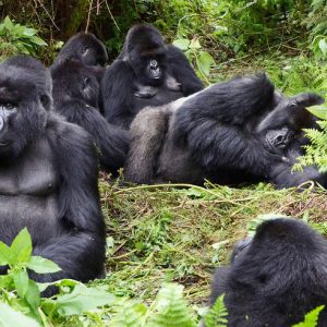 6 Days Rwanda Safari