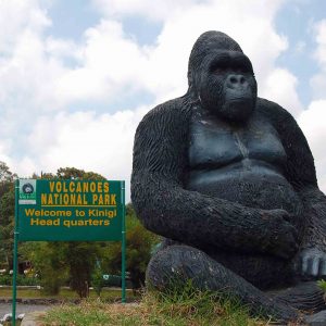 7 Days Chimps and Gorillas Safari Rwanda