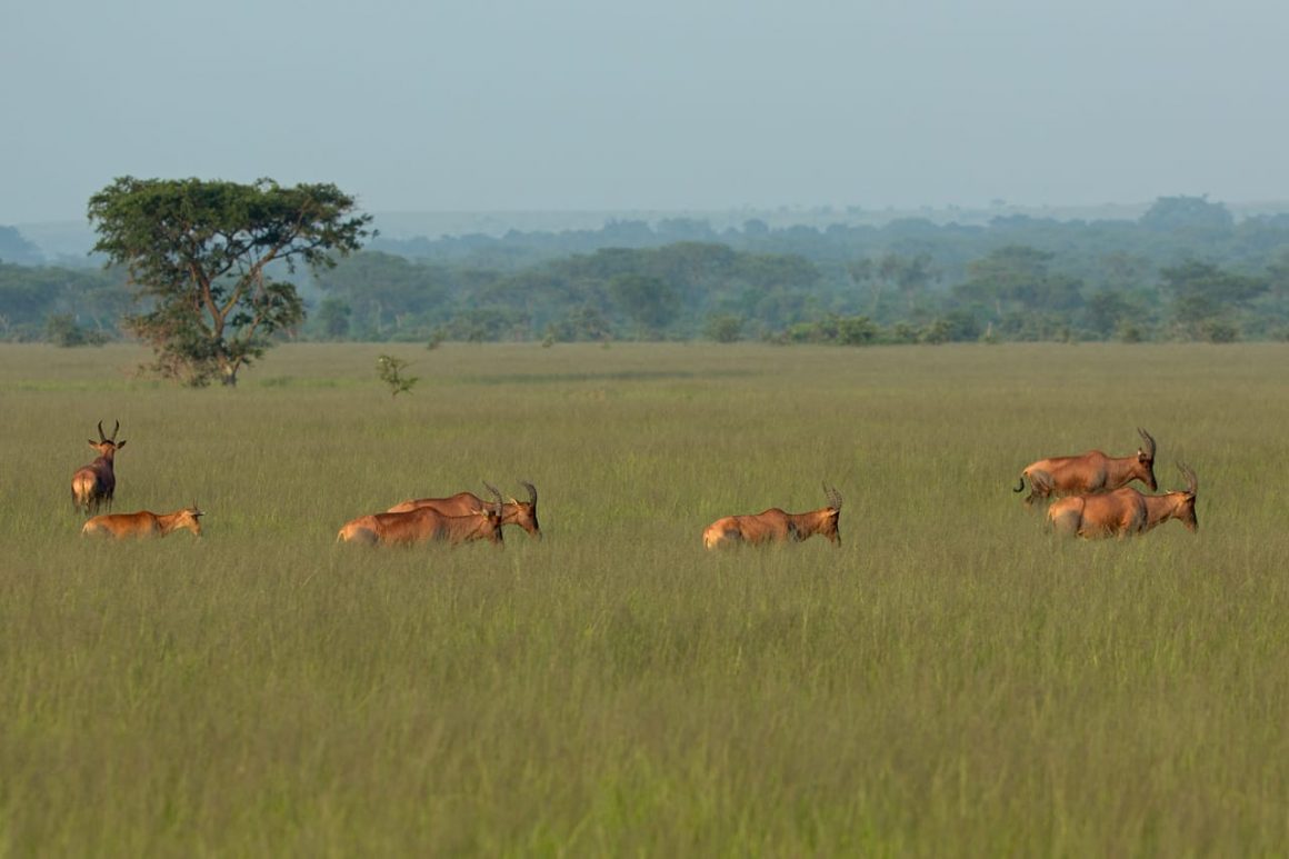 Murchison Falls and Queen Elizabeth