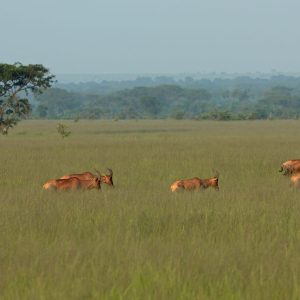Murchison Falls and Queen Elizabeth
