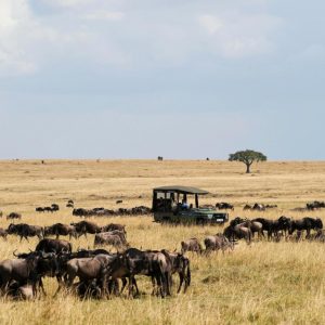 3 Days Masai Mara via Nairobi