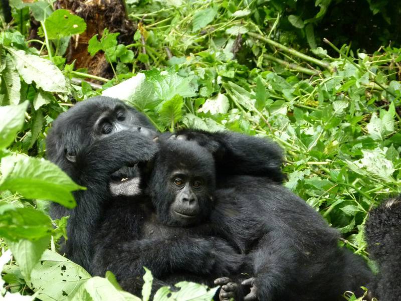 Wildlife and Gorilla Tracking Safari Uganda