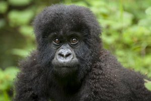 4 Days Gorilla Safari Rwanda