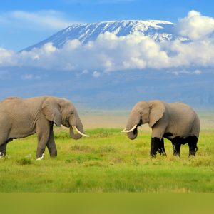 Amboseli national Park Kenya