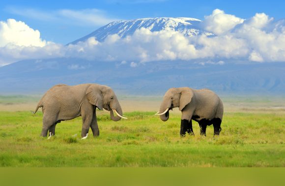 Amboseli national Park Kenya