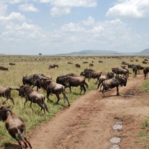 3 Days Samburu National Reserve