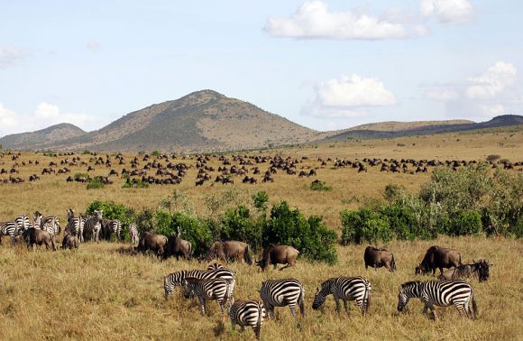 Masai Mara National Park Kenya