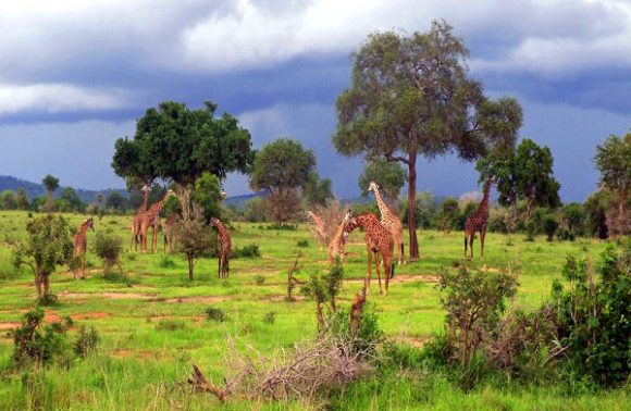 Tanzania – Mikumi National Park Tanzania