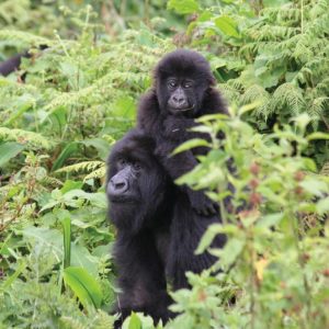 Uganda Primate Safaris