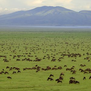 Tanzania – Saadani National Park