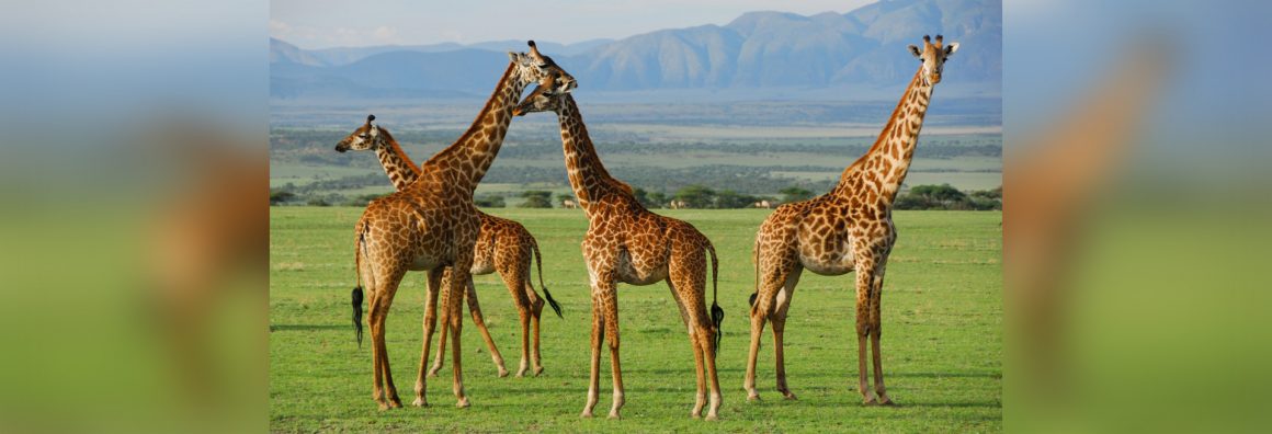 Serengeti National Park Tanzania