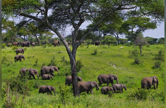 Tanzania – Tarangire National Park Tanzania