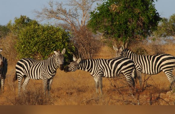 Kenya – Tsavo East National Park