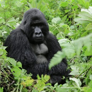 4 Days Gorillas and Golden Monkeys Trekking Safari Rwanda