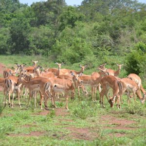 5 Days Wildlife Safaris Rwanda