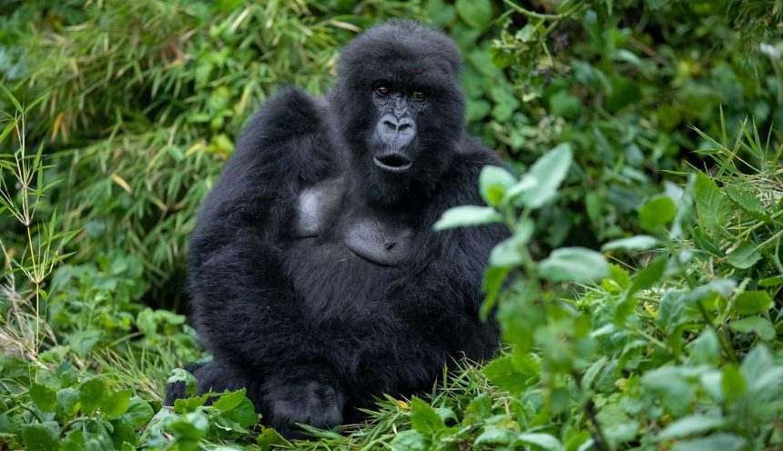 Gorilla Tracking in Rwanda