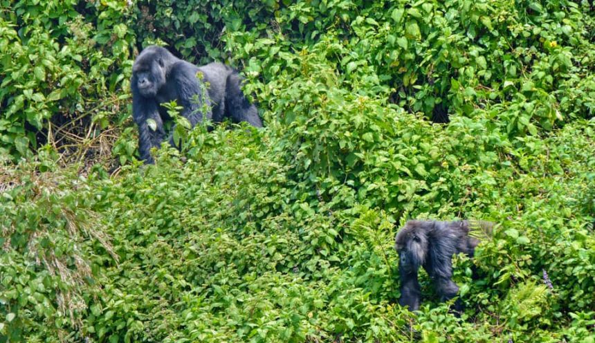 A short Rwanda gorilla tracking Tour