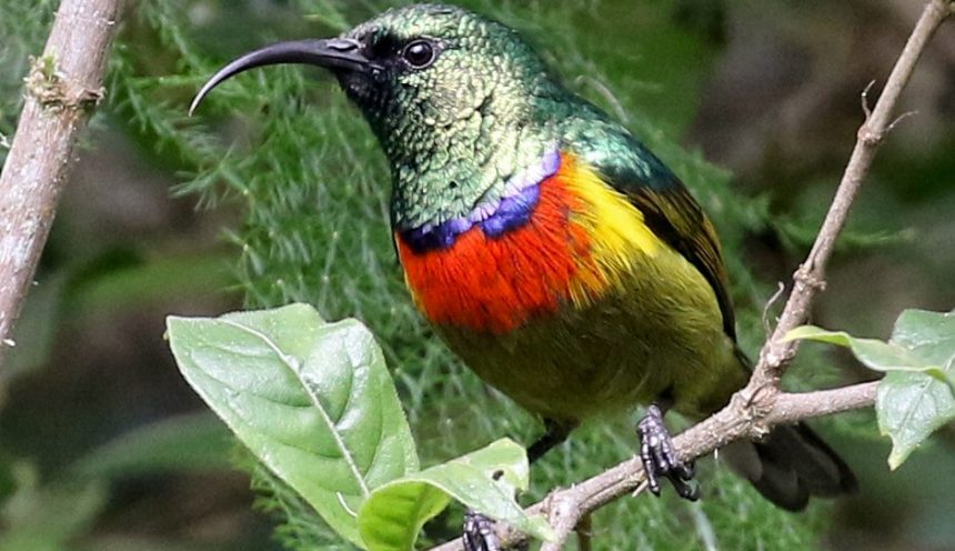 The amorous morning melodies of Tanzanian birds on a safari