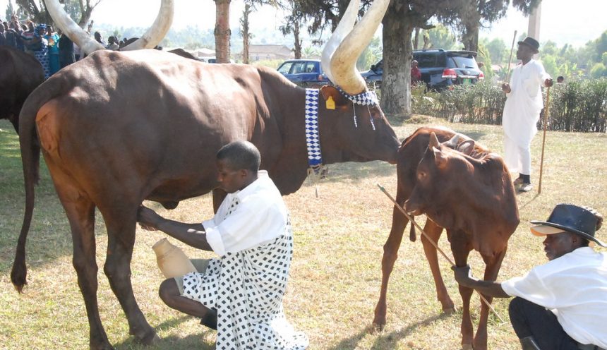 Inyambo, the Rwandan source of elegancy and pride