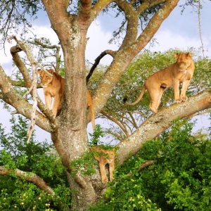 Six Lions die in Queen Elizabeth National Park Uganda