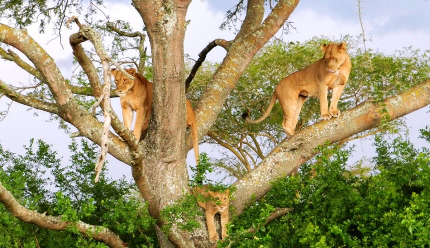Six Lions die in Queen Elizabeth National Park Uganda