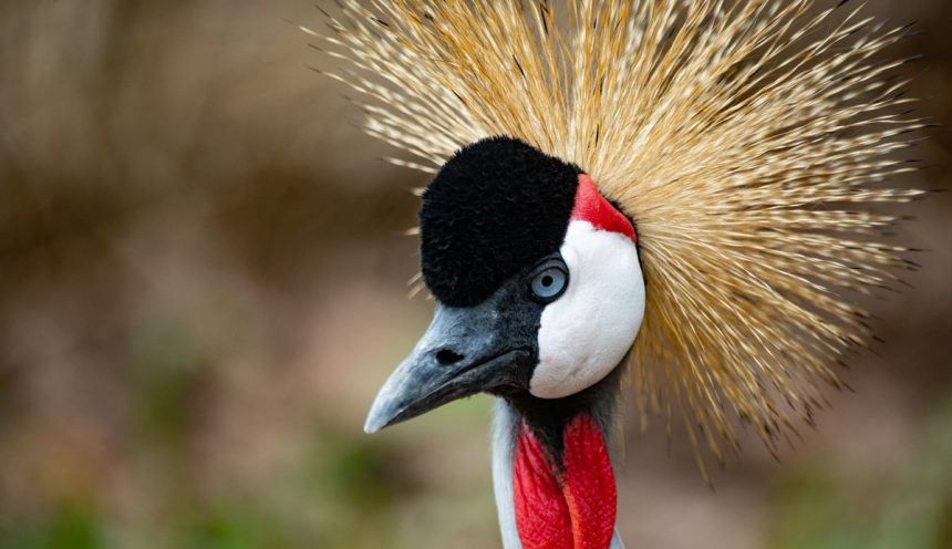 Umusambi Village Umusambi Village