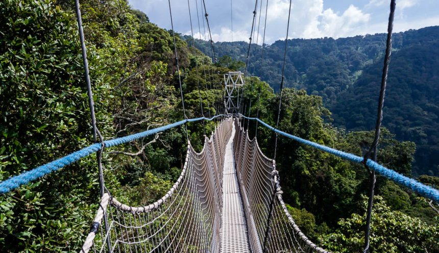 Nyungwe National Park