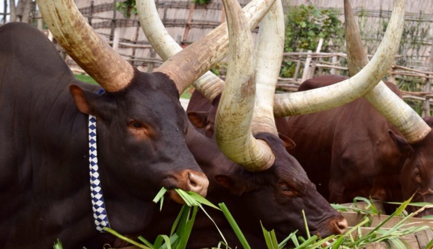 Tembera U Rwanda Tembera U Rwanda