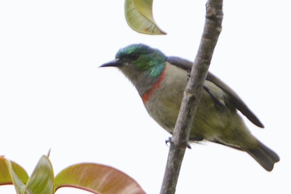 Banded Green Sunbird | Neza SAFARIS