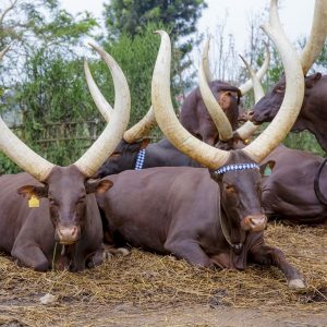 King’s Palace Museum gallery