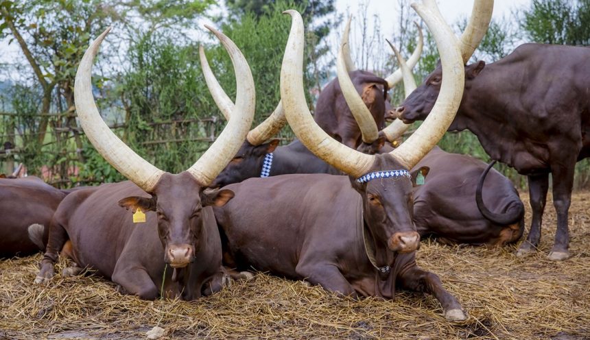 King’s Palace Museum gallery King’s Palace Museum gallery