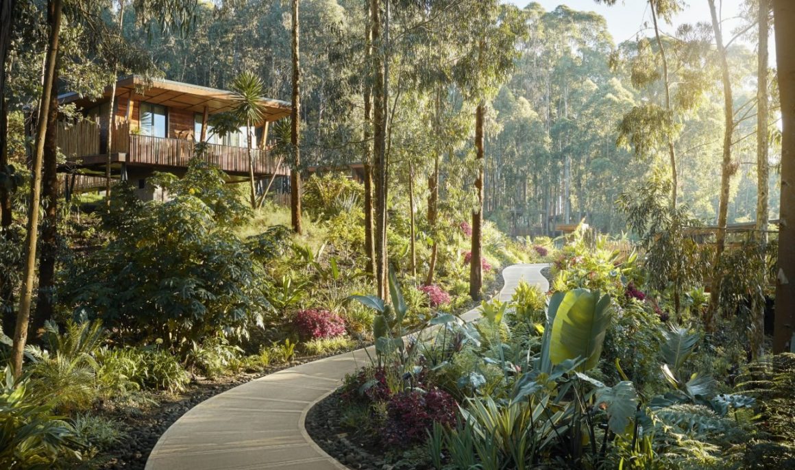 One & Only Gorilla’s Nest | Neza SAFARIS