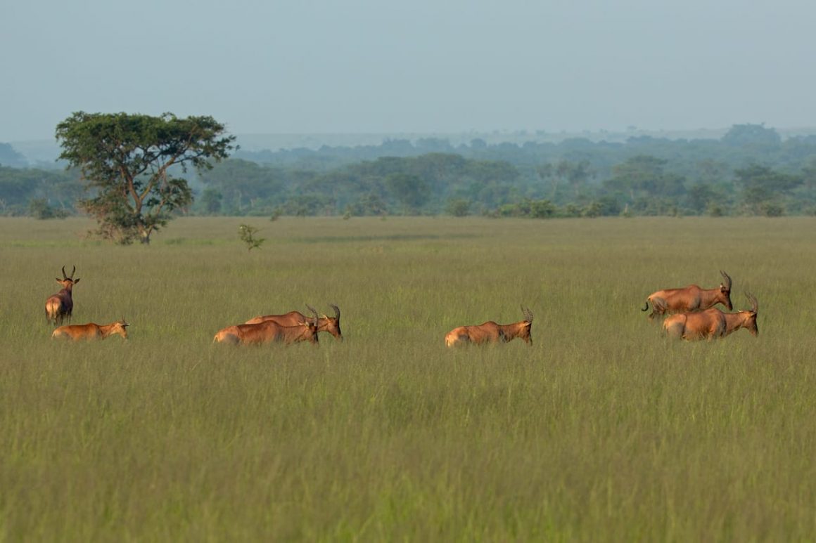 Uganda – 4 Days Queen Elizabeth National Park Express