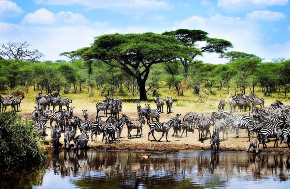 Tanzania – Explore the Northern Tanzania Safari