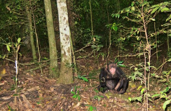 Uganda – 8 Days chimps, wildlife and fishing safari