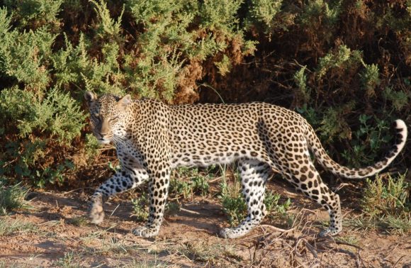 Kenya – Explore Northern Rare Species Safari Kenya