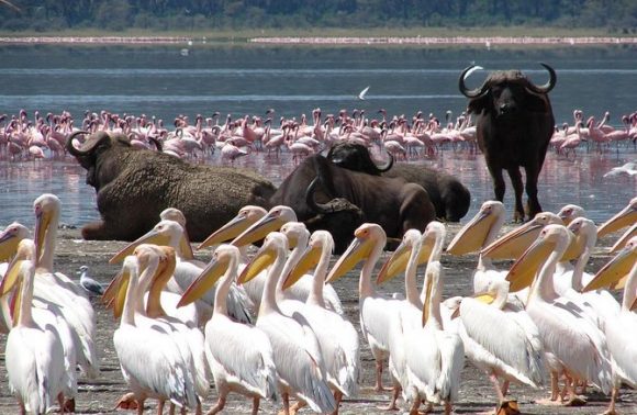 Kenya – 5 Days Flamingo & Wild Safari Kenya