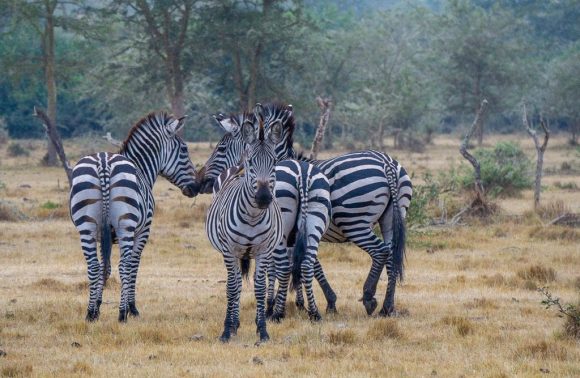 Uganda – 6 Days Uganda Safari