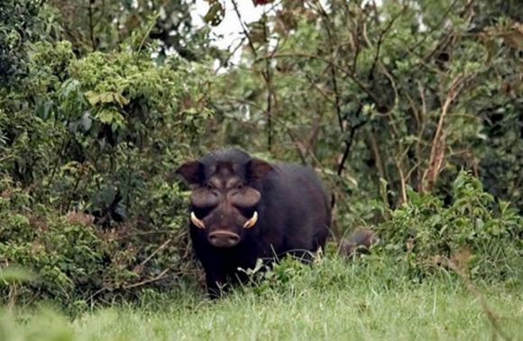 Kenya – 7 Days Great Lakes Safari