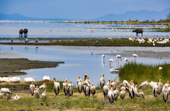 Kenya – Calving Season Safari Kenya
