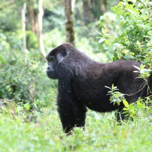 Uganda – 3 Days Gorilla express via Kampala