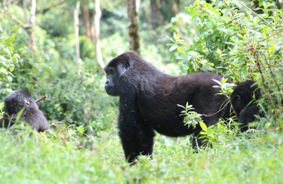 Uganda – 3 Days Gorilla express via Kampala